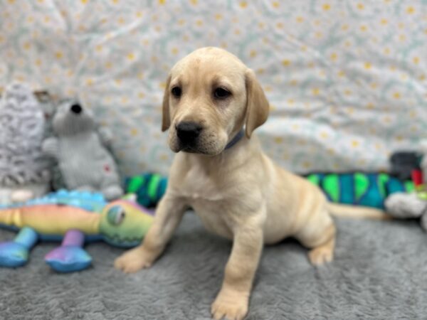 Labrador Retriever Dog Male Yellow 26535 Petland Las Vegas, Nevada