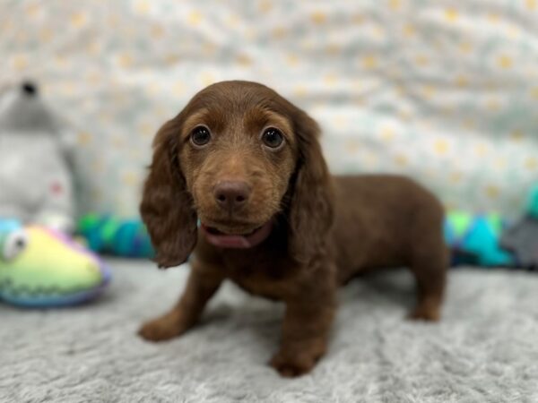 Dachshund Dog Female Chocolate 26531 Petland Las Vegas, Nevada