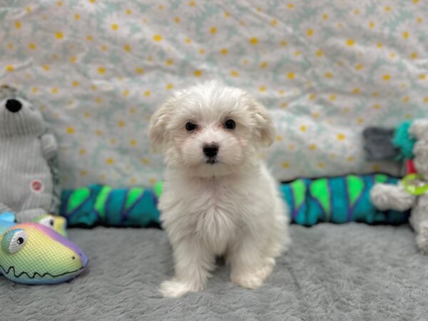 [#26530] White Female Coton De Tulear Puppies For Sale