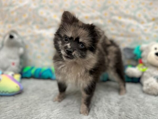 [#26527] Merle Female Pomeranian Puppies For Sale