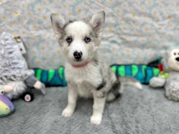 F2 Pomsky Dog Female Blue Merle 26526 Petland Las Vegas, Nevada