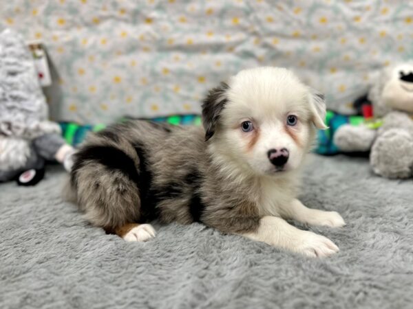 [#26543] Female Miniature Australian Shepherd Puppies For Sale