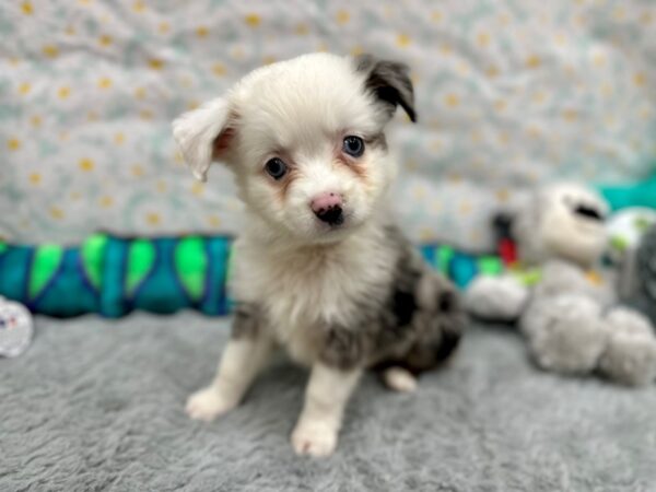 Miniature Australian Shepherd Dog Male 26542 Petland Las Vegas, Nevada