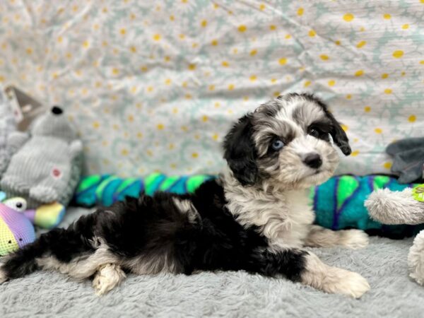 Miniature Australian Shepherd/Poodle-Dog-Female--26541-Petland Las Vegas, Nevada