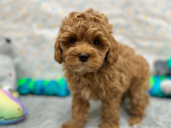 [#26540] Male F1B Shipoo Puppies For Sale
