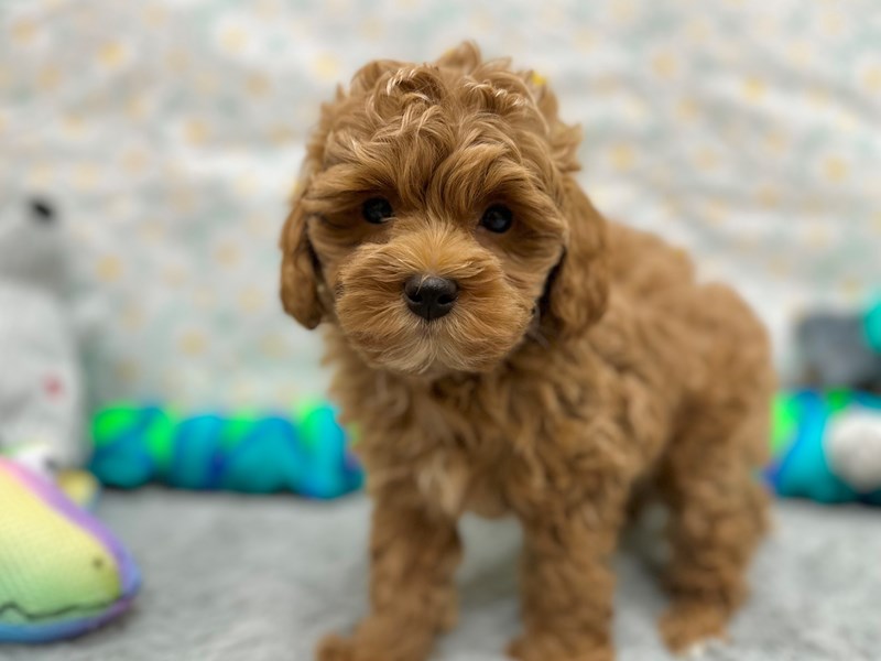F1B Shipoo - 26540 Image #1