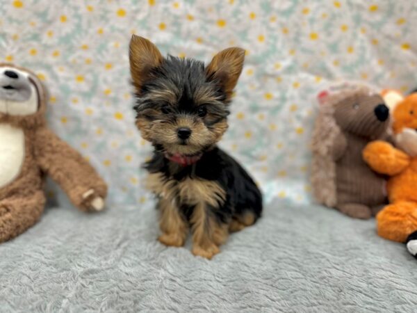 Yorkshire Terrier Dog Female Black / Tan 26525 Petland Las Vegas, Nevada