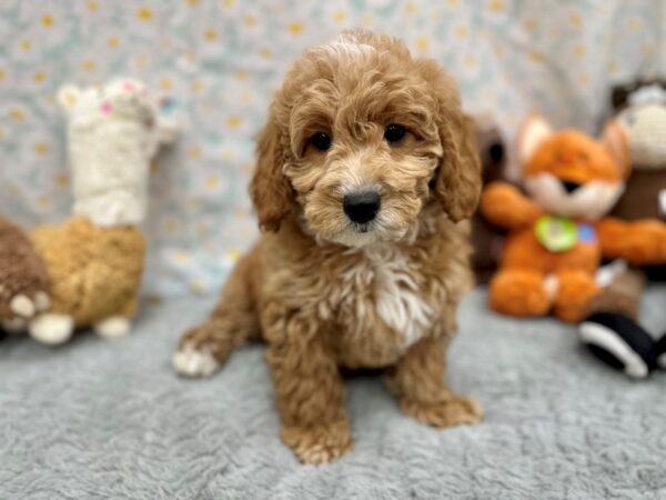 F1B Mini Goldendoodle Dog Female Red 26501 Petland Las Vegas, Nevada