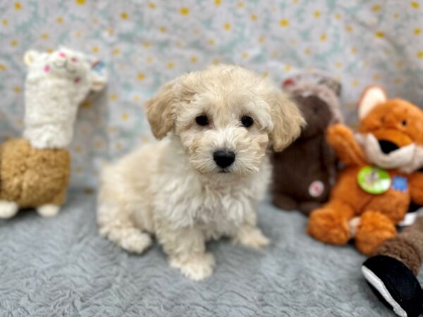 Bichon Frise/Poodle Dog Female Cream 26458 Petland Las Vegas, Nevada