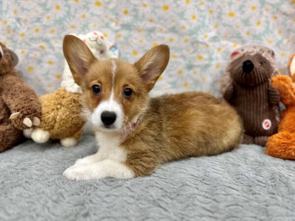 [#26487] Sable Female Pembroke Welsh Corgi Puppies For Sale