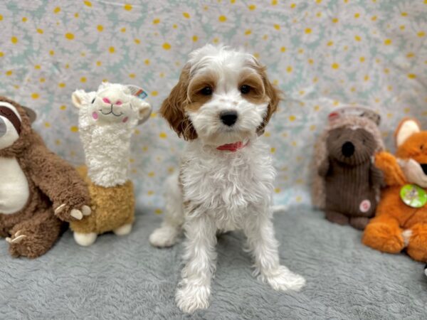 [#26521] Blenheim / White Female Cavalier King Charles Spaniel/Poodle Puppies For Sale
