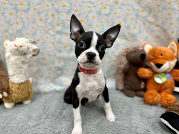[#26494] Black Brindle / White Female Boston Terrier Puppies For Sale