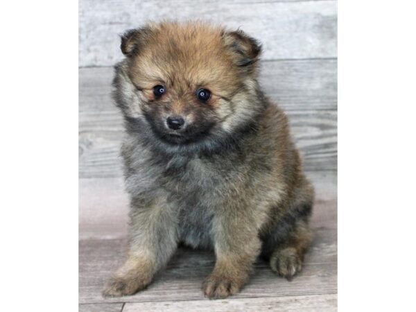 Pomeranian-Dog-Female-Red Sable-26554-Petland Las Vegas, Nevada