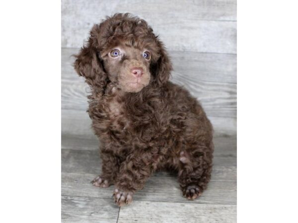 Poodle Dog Female Brown 26555 Petland Las Vegas, Nevada