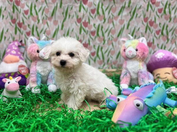 Bichon Frise-Dog-Female-White-26548-Petland Las Vegas, Nevada