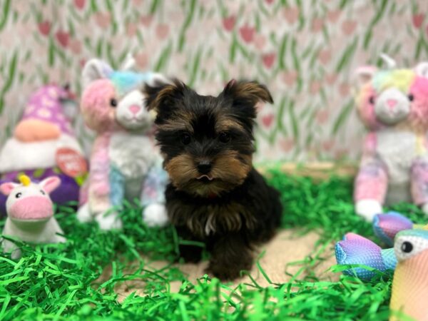 Yorkshire Terrier Dog Male Black / Tan 26556 Petland Las Vegas, Nevada