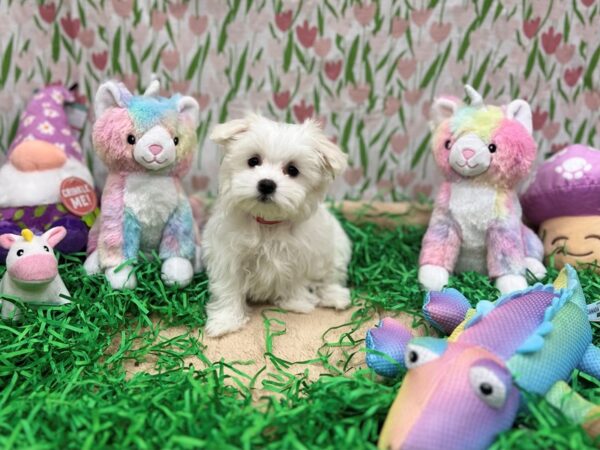 Maltese-Dog-Female-White-26553-Petland Las Vegas, Nevada