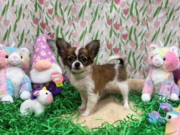 Papillon-Dog-Female-White / Red-26544-Petland Las Vegas, Nevada