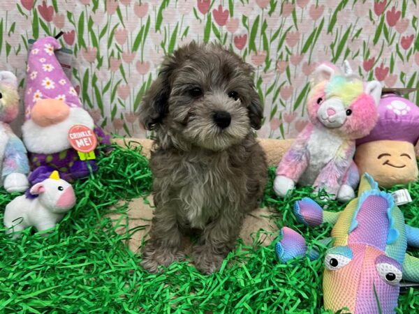 [#26557] Blue Merle Male Maltese/Poodle Puppies For Sale