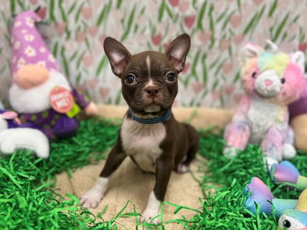 Boston Terrier Dog Male Seal Brindle / White 26549 Petland Las Vegas, Nevada