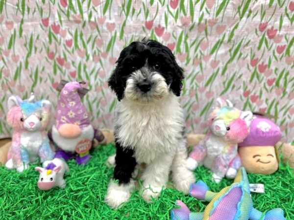 F2 Sheepadoodle-Dog-Female-Black and White-26563-Petland Las Vegas, Nevada