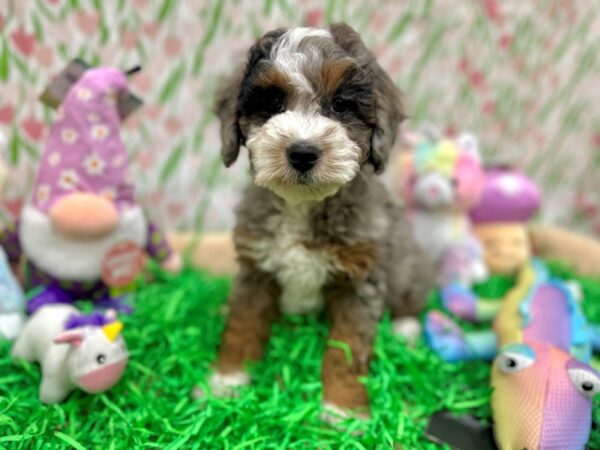 F1B Mini Bernedoodle-Dog-Female-Blue Merle White / Tan-26551-Petland Las Vegas, Nevada