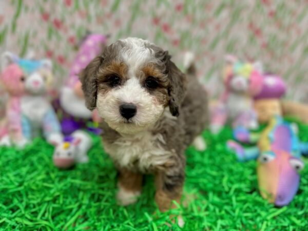 F1B Mini Bernedoodle-Dog-Male-Blue Merle White / Tan-26552-Petland Las Vegas, Nevada