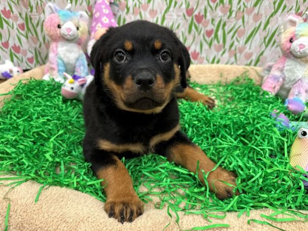 [#26546] Black / Rust Male Rottweiler Puppies For Sale