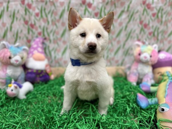 Shiba Inu-Dog-Male-Cream-26561-Petland Las Vegas, Nevada