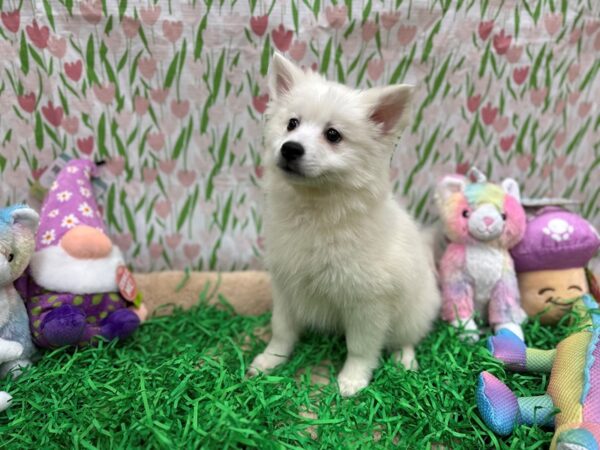 American Eskimo Dog Dog Female White 26558 Petland Las Vegas, Nevada