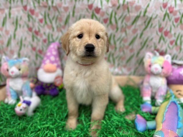 Golden Retriever-Dog-Female-Golden-26550-Petland Las Vegas, Nevada