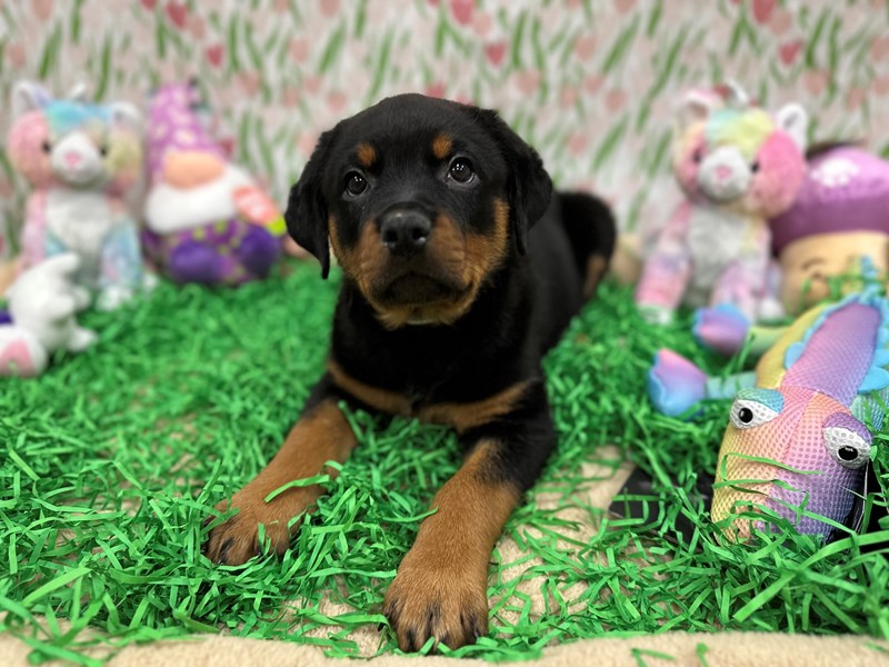 Rottweiler - 26545 Image #1