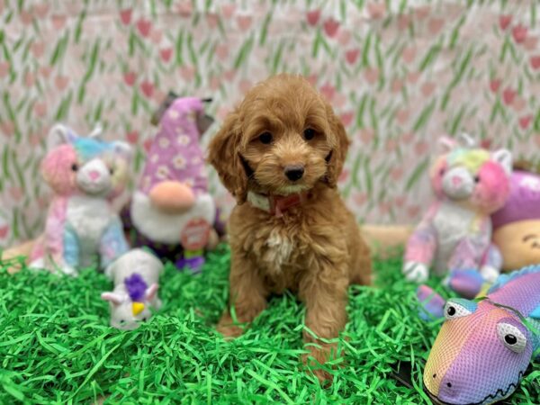 Cocker Spaniel/Poodle-Dog-Female-cafe au lait-26565-Petland Las Vegas, Nevada