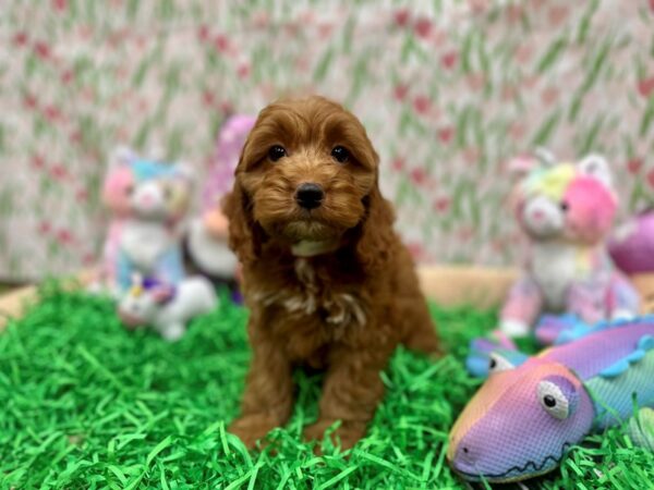 [#26564] cafe au lait Female Cocker Spaniel/Poodle Puppies For Sale