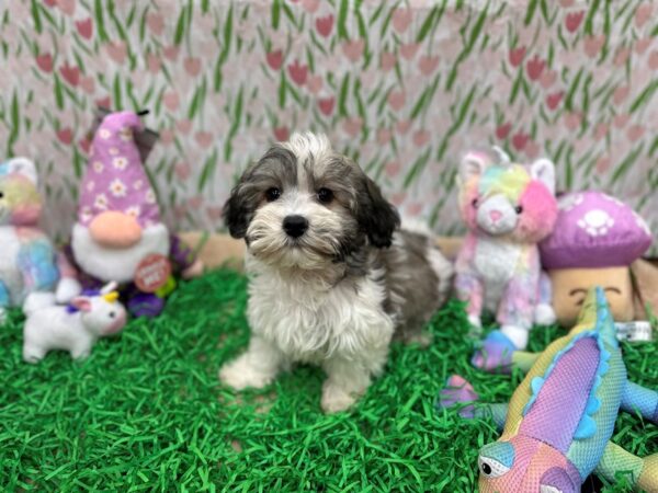 Havanese-Dog-Male-Fawn Sable-26524-Petland Las Vegas, Nevada