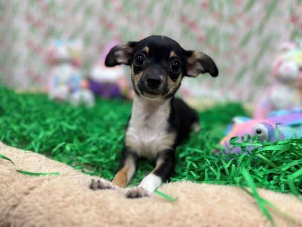 Chihuahua Dog Female Black and Tan 26507 Petland Las Vegas, Nevada