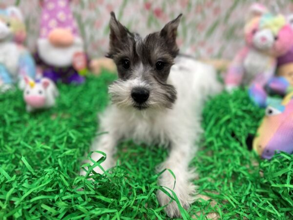 [#26510] Black and White Female Miniature Schnauzer Puppies For Sale