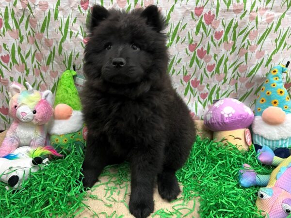 [#26559] Black Male Chow Chow Puppies For Sale