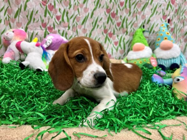 [#26489] Red and White Female Beagle Puppies For Sale