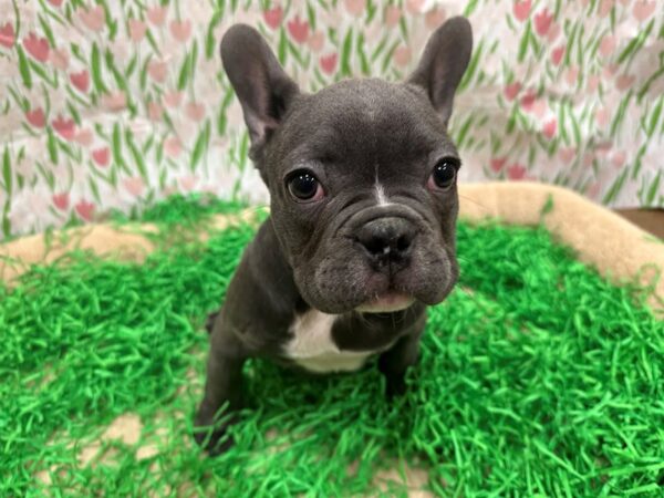 [#26495] Blue Male French Bulldog Puppies For Sale