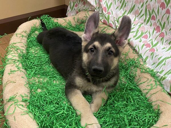 [#26519] Black / Tan Male German Shepherd Dog Puppies For Sale