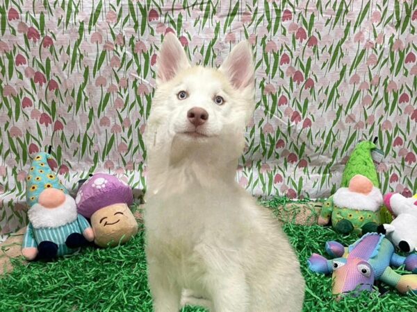 Siberian Husky Dog Female Red and White 26422 Petland Las Vegas, Nevada