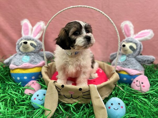 Bichon Frise/Shih Tzu-Dog-Male-Gold and White-26322-Petland Las Vegas, Nevada