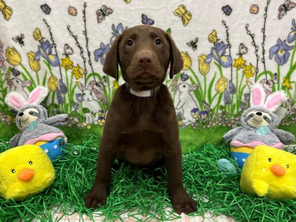 Labrador Retriever Dog Male Chocolate 26356 Petland Las Vegas, Nevada