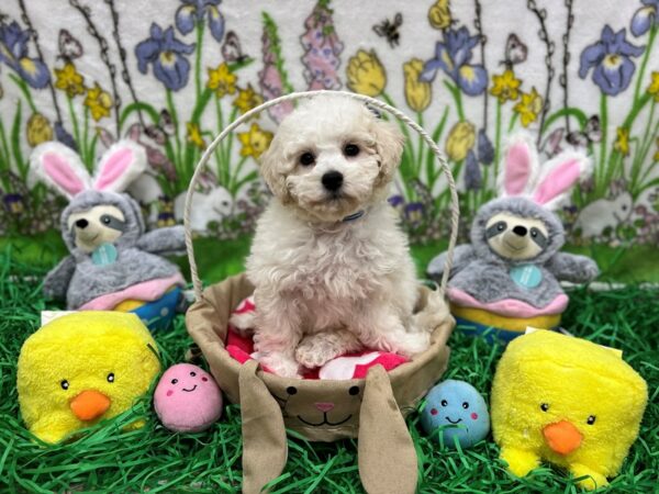 Bichon Frise/Poodle Dog Male White and Cream 26347 Petland Las Vegas, Nevada