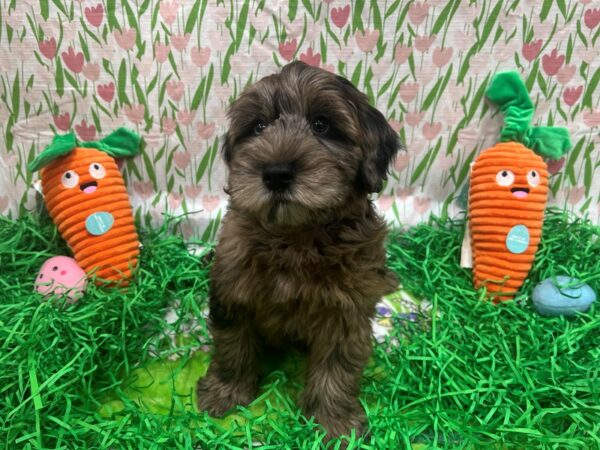 [#26409] Blue Merle Male Poodle/Soft Coated Wheaten Terrier Puppies For Sale