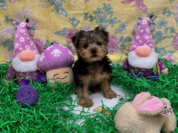 F1B Morkie-Dog-Male-Black / Tan-26432-Petland Las Vegas, Nevada