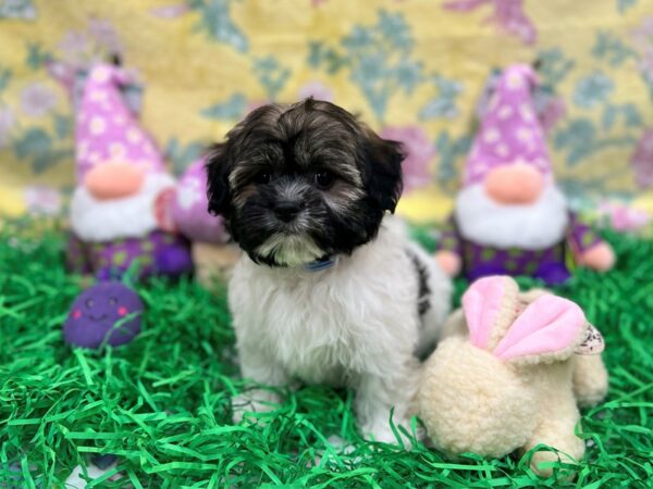 [#26434] Fawn Sable Male Havanese Puppies For Sale
