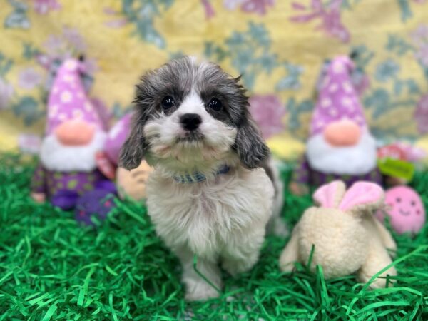 [#26441] Blue Merle Male Cavalier King Charles Spaniel/Poodle Puppies For Sale