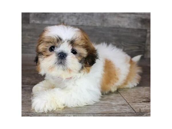 Poodle/Shih Tzu-Dog-Female-Red / White-26468-Petland Las Vegas, Nevada